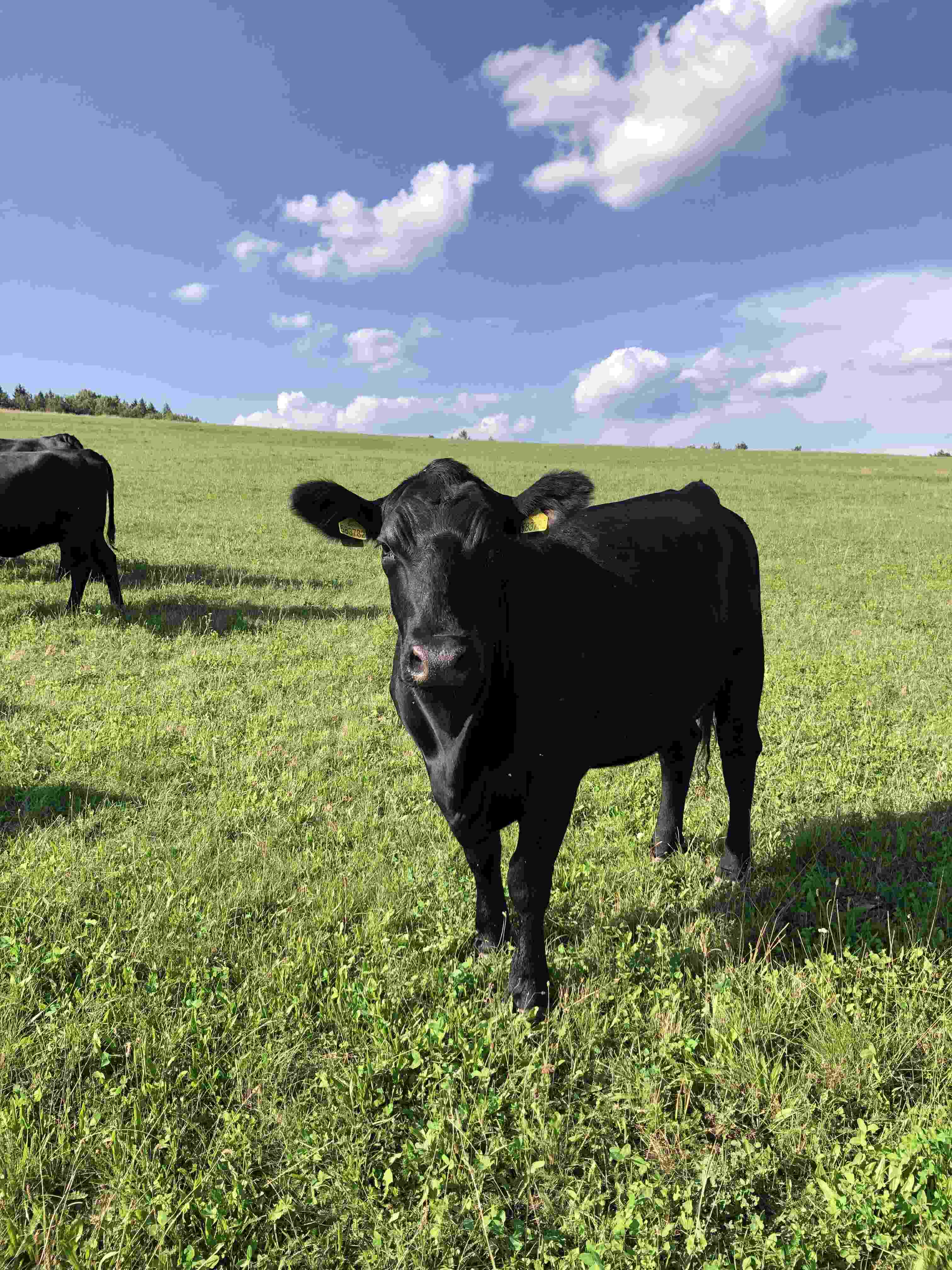 Cow